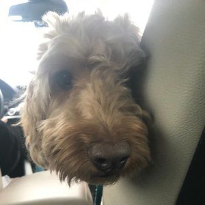 Meet your Posher, Pranitha